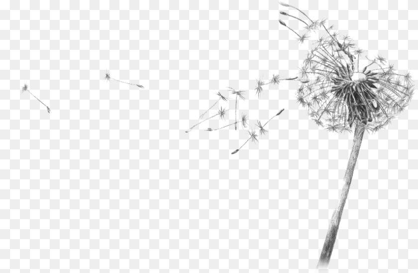 853x556 Dandelion Blowing Drawing Transparent Flower Black And White Gif, Plant PNG