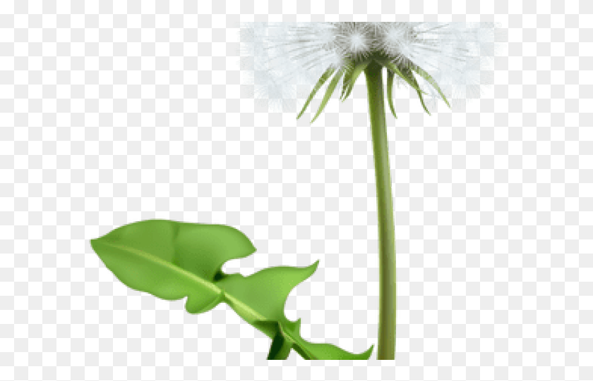 598x481 Dandelion Clipart Real Clip Art, Plant, Flower, Blossom HD PNG Download