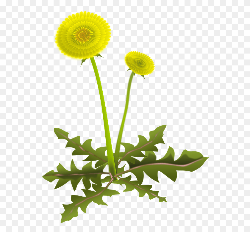 565x720 Одуванчик Обыкновенный Одуванчик Одуванчик Taraxacum Composites Одуванчик, Растение, Цветок, Цветение Hd Png Скачать