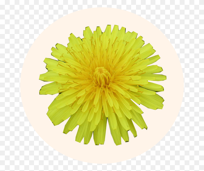674x644 Одуванчик Обыкновенный Цинния, Растение, Цветок, Цвести Png Скачать