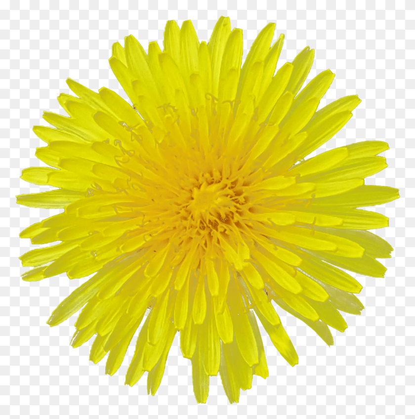 1027x1038 Одуванчик Цветок Прозрачное Изображение Цветок Гербера Вектор, Растение, Цветение Hd Png Скачать