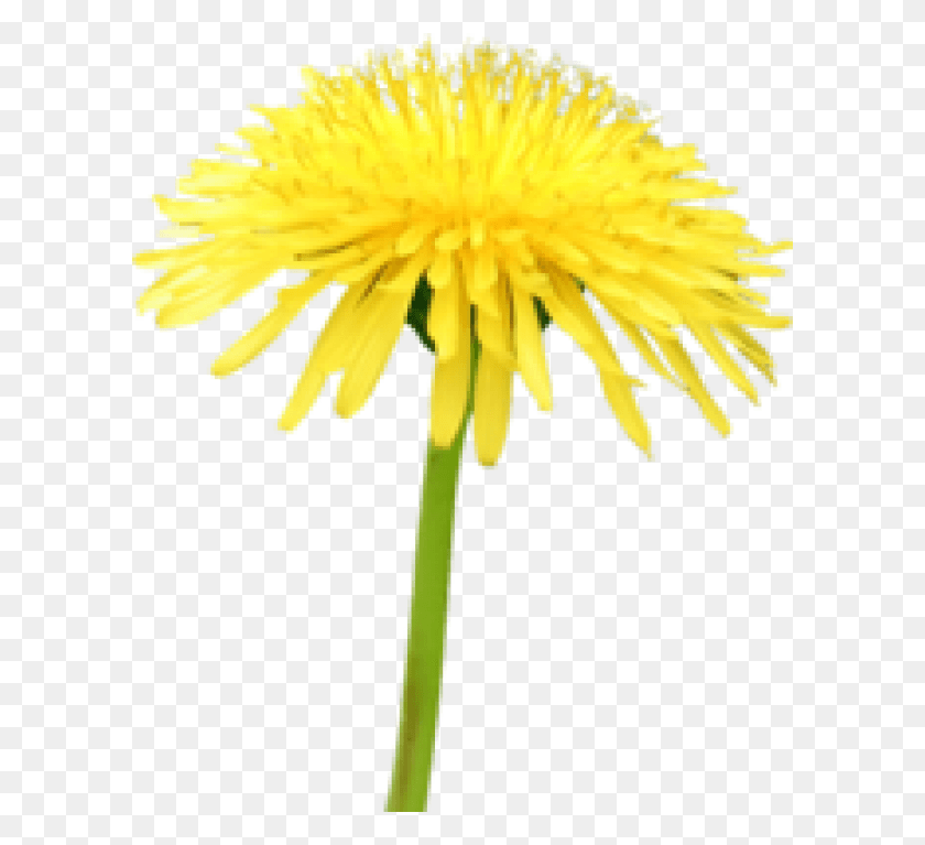 600x707 Dandelion Free Yellow Flower Blue Sky, Plant, Flower, Blossom HD PNG Download