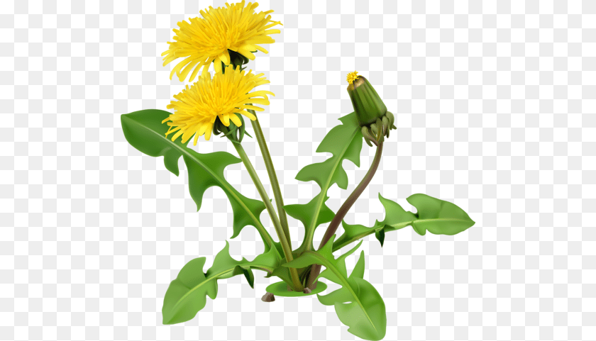 500x481 Dandelion Images Transparent Free Download, Flower, Plant PNG