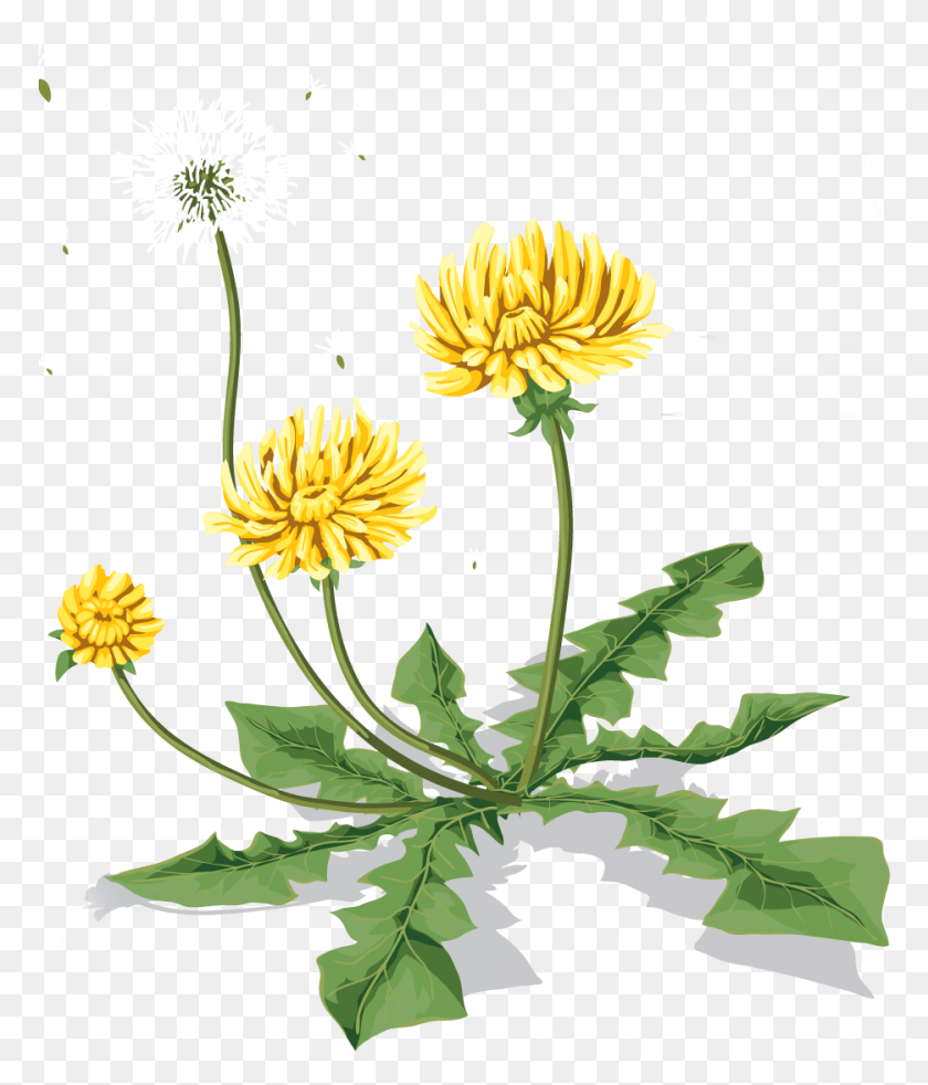 772x922 Одуванчик Lwenzahn Клипарт, Растение, Цветок, Цветение Hd Png Скачать