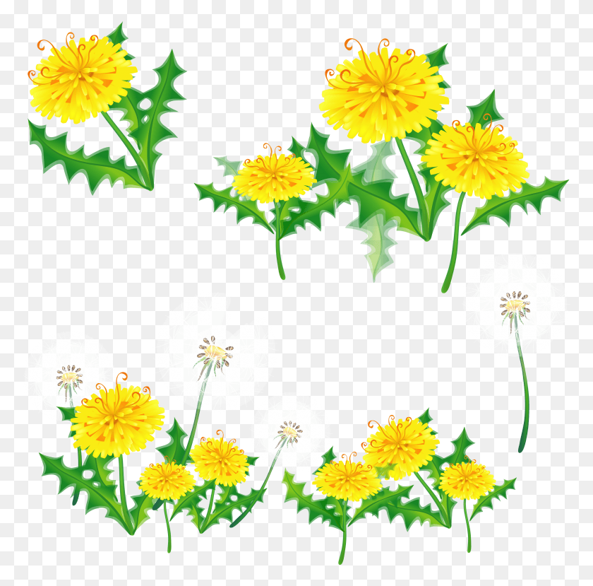 2801x2762 Dandelion Yellow Floral Border Transparent, Plant, Flower, Blossom HD PNG Download