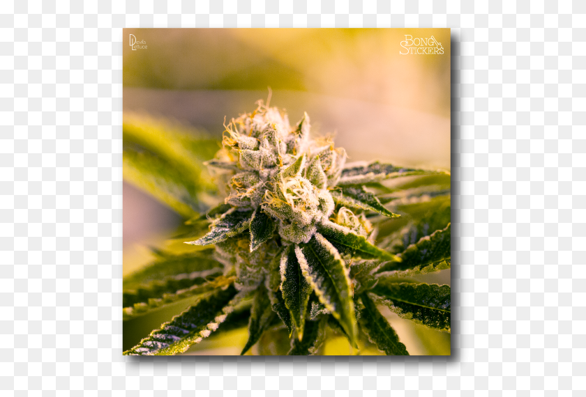 510x510 Dank Bud Weed Sticker Fiber Crop, Plant, Hemp, Sprout HD PNG Download