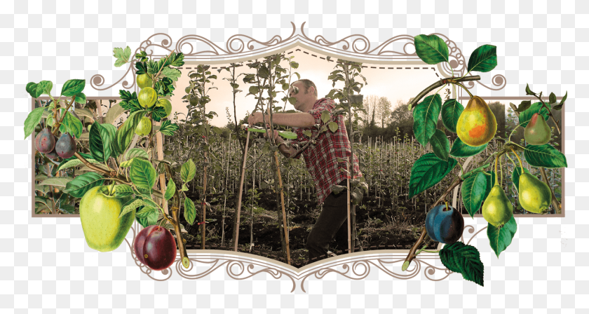 1383x689 Danny Pruning At The Heritage Fruit Tree Nursery Citron, Person, Plant, Home Decor Descargar Hd Png