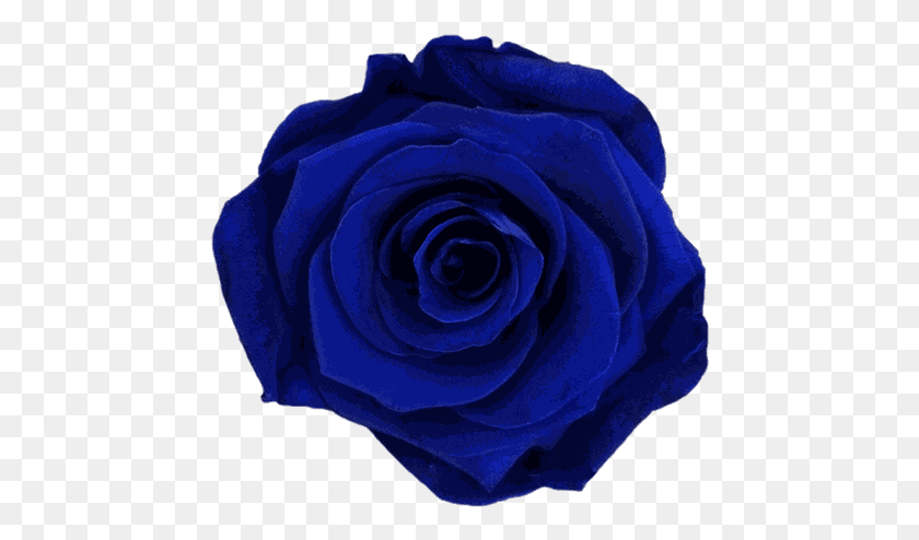 456x434 Темно-Синяя Роза Флорибунда, Цветок, Растение, Цветение Hd Png Скачать