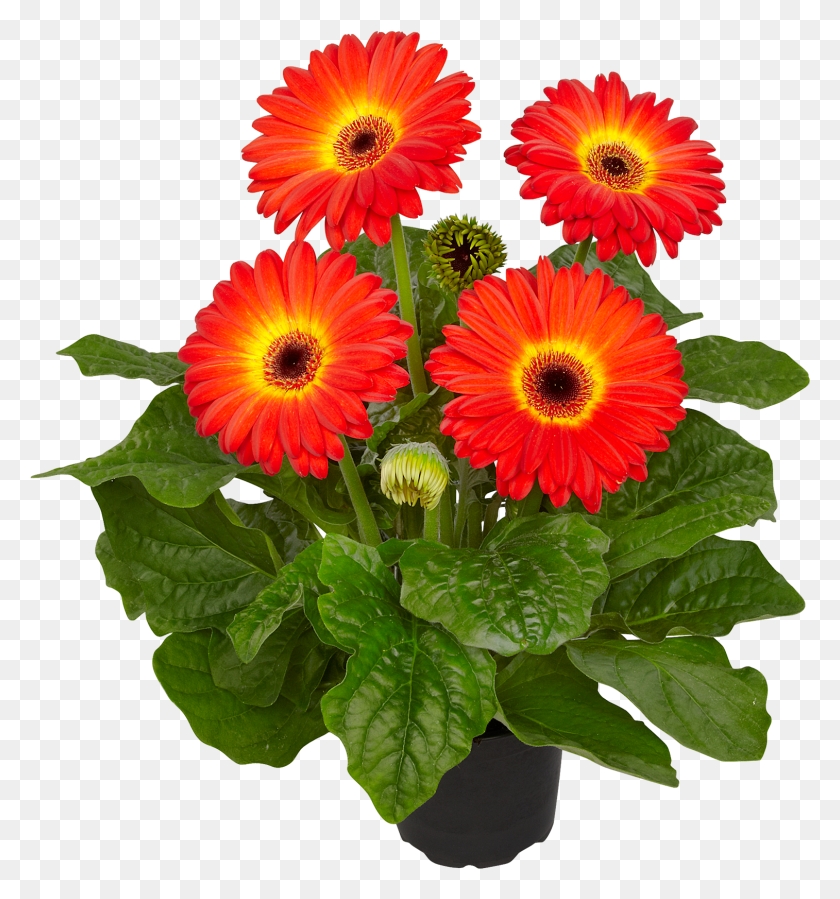 1514x1629 Темный Огненный Шар Bc Barberton Daisy, Растение, Цветок, Цветение Hd Png Скачать