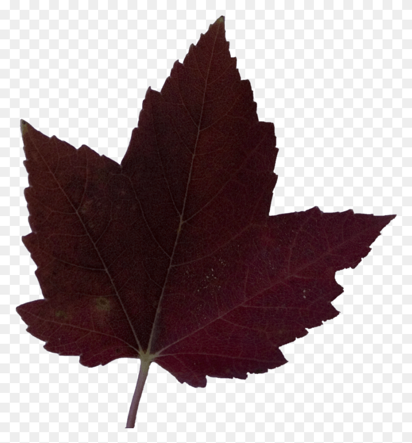 879x949 Dark Liquid Amber Maple Leaf, Leaf, Plant, Tree HD PNG Download