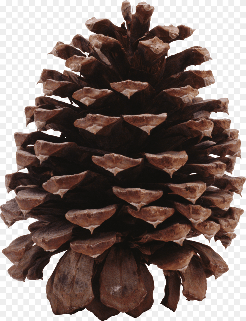 1575x2053 Dark Pine Cone Ponderosa Pine Cone Conifer, Plant, Tree, Larch Sticker PNG