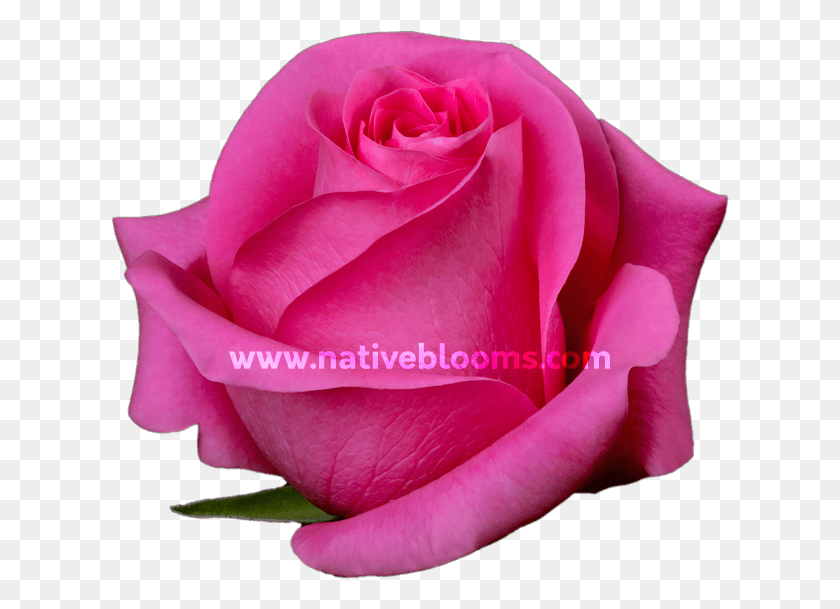 618x549 Темно-Розовые Розы Садовые Розы, Роза, Цветок, Растение Hd Png Скачать