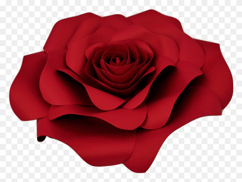 987x725 Flores De Color Rojo Oscuro Rosa De Papel Transparente, Flor, Planta, Flor Hd Png