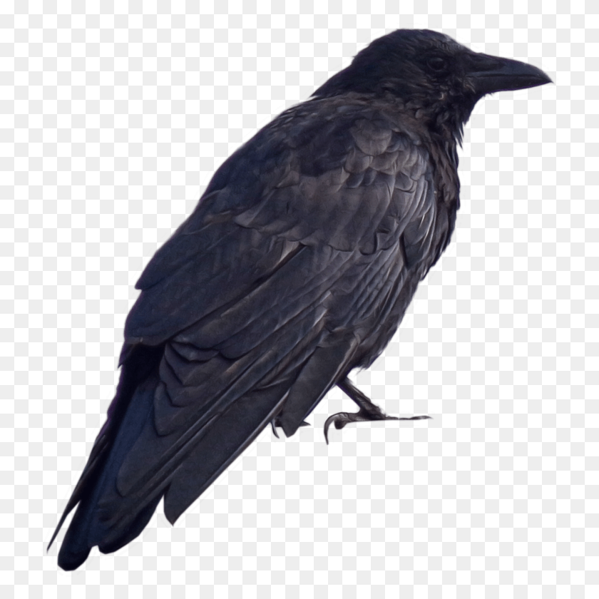 730x780 Dark Souls Crow Crow, Bird, Animal, Blackbird HD PNG Download