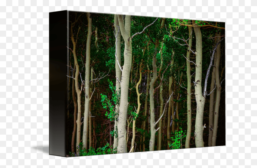 650x489 Darkness Starts To Fall On A Thick Dense Aspen Tree Grove, Plant, Tree Trunk, Vegetation HD PNG Download