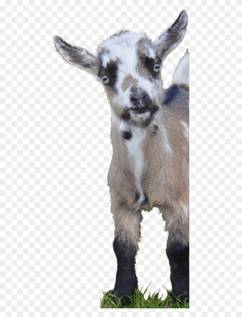 475x1038 Darla Faye39s Mini Farm Is Located In The Texas Hill Calf, Goat, Mammal, Animal HD PNG Download