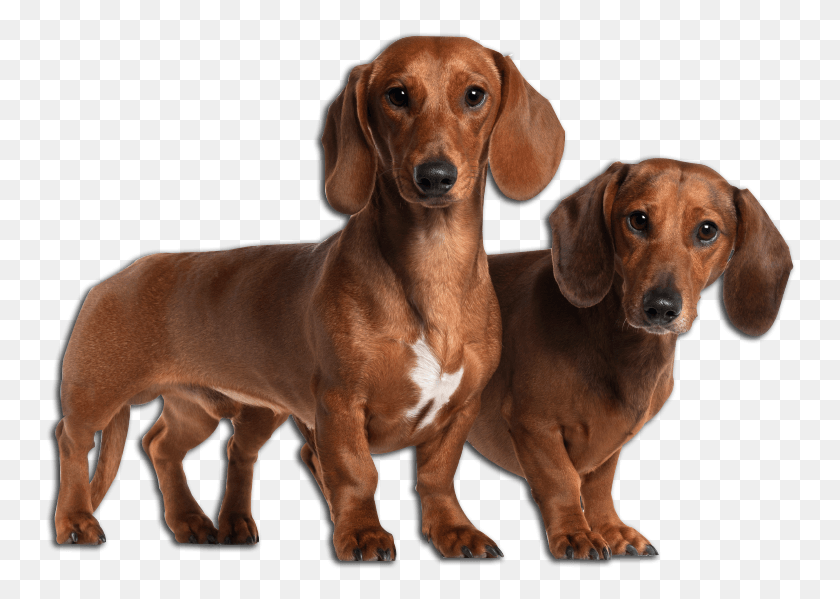 752x539 Daschund German Shepherd Mix Dachshund Types And Sizes, Dog, Pet, Canine HD PNG Download