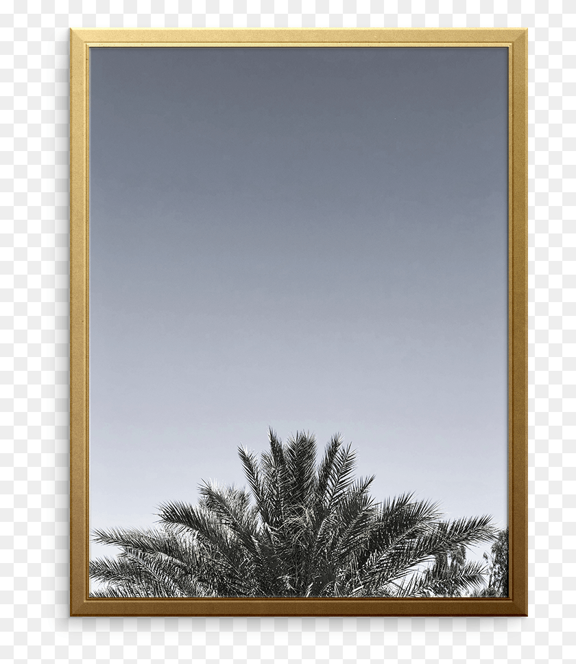 717x907 Date Palm, Mirror, Plant, Tree HD PNG Download