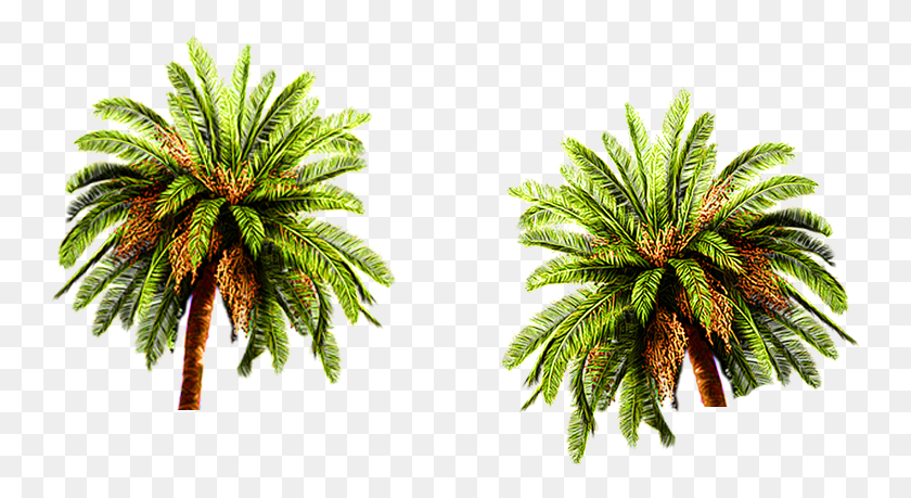747x399 Date Palm, Green, Plant, Fern HD PNG Download
