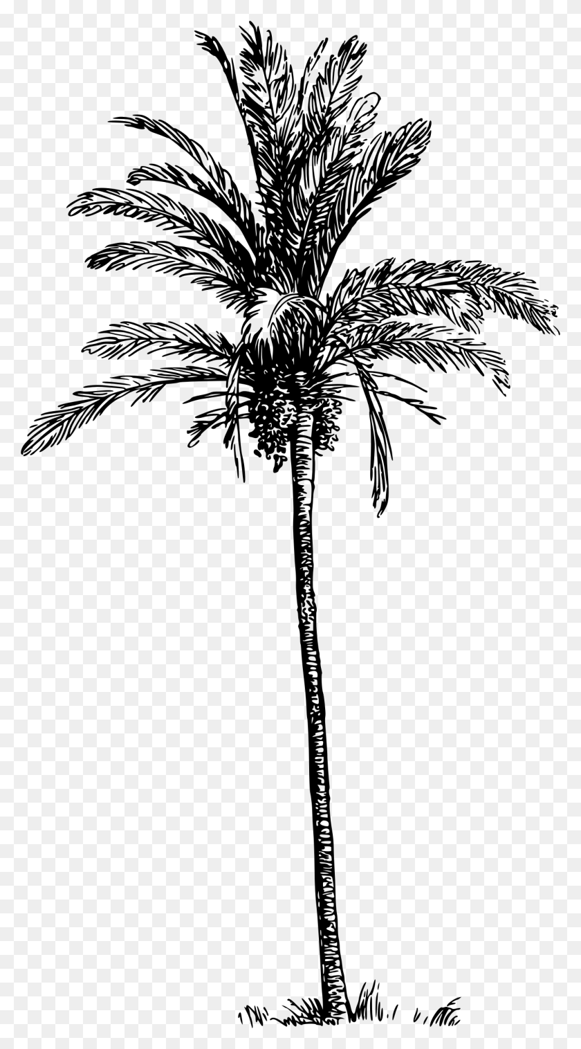 1285x2400 Png Финиковая Пальма Черно-Белые Стоковые Пальмы Черно-Белый, Серый, Мир Варкрафта Png Скачать