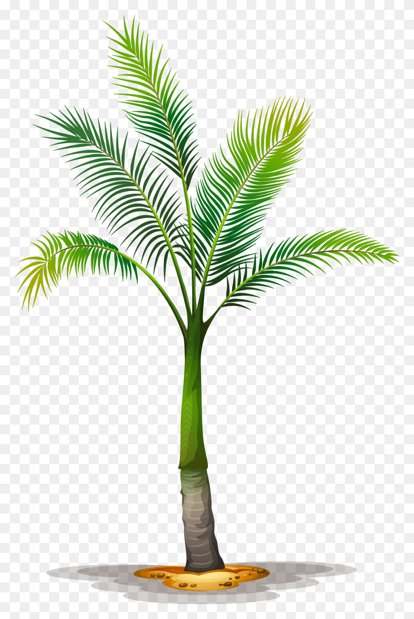 3692x5652 Финиковая Пальма Клипарт Тропическое Дерево Пальма Прозрачный Фон, Растение, Зеленый, Лист Hd Png Скачать