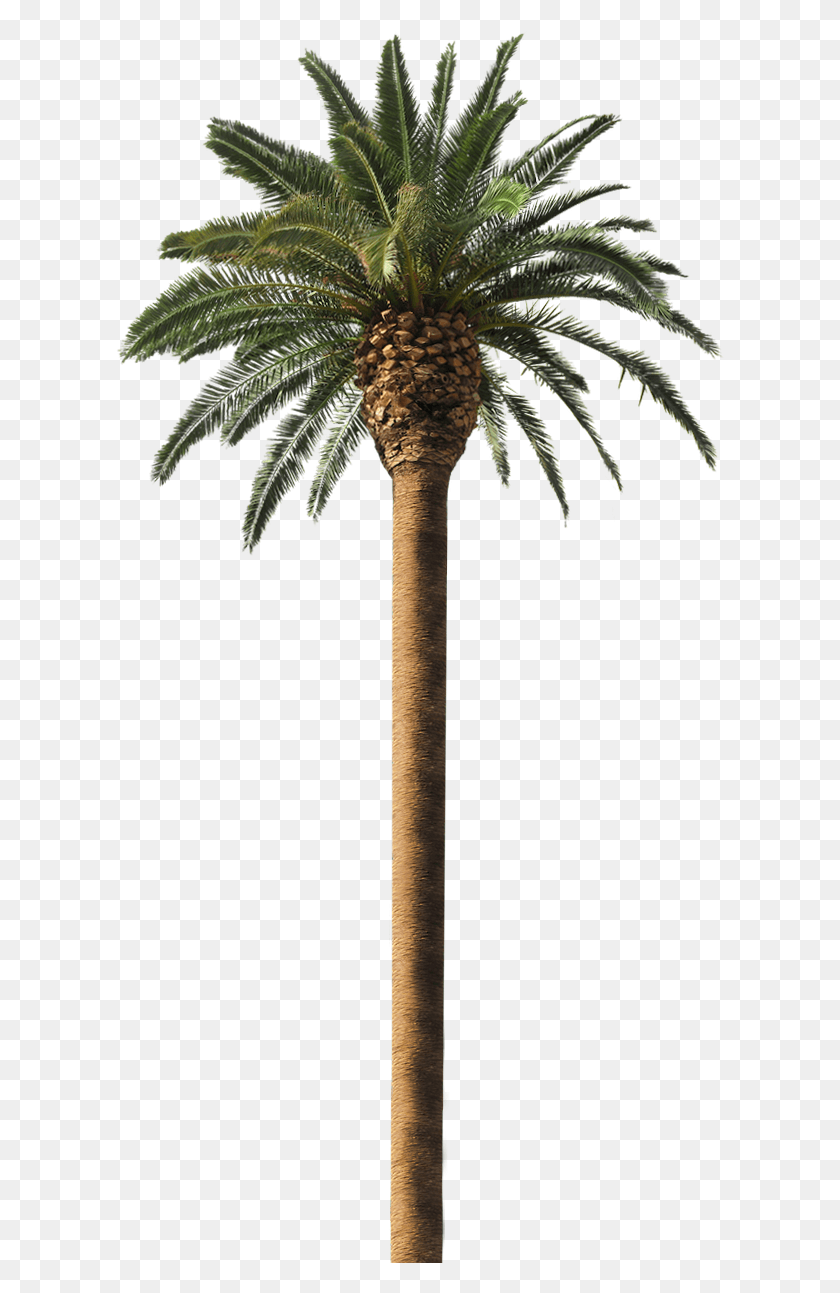 610x1233 Date Palm Free Date Palm Leaves, Tree, Plant, Palm Tree HD PNG Download