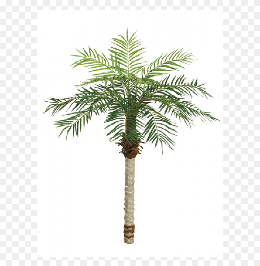 601x801 Date Palm Tree X15 W525 Leaves Palm Trees, Tree, Plant, Arecaceae HD PNG Download