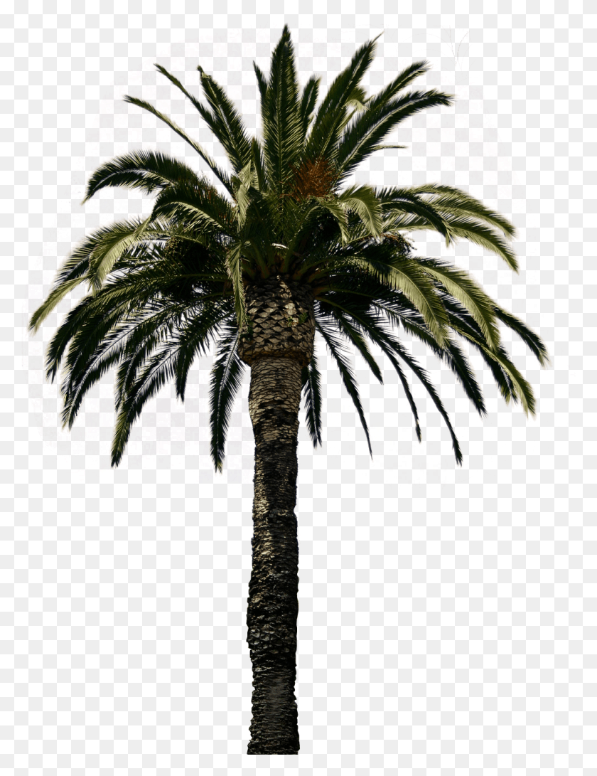 1003x1326 Date Palm Trees Image Palm Tree Psd, Tree, Plant, Arecaceae HD PNG Download