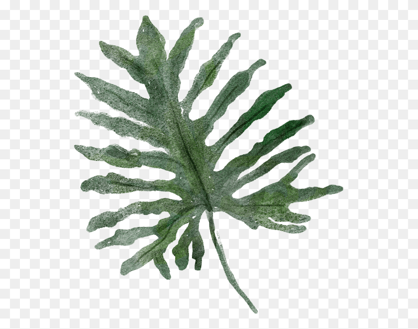 543x601 Дуб Даун Джари Гамбель, Зеленый, Растение, Дерево Hd Png Скачать