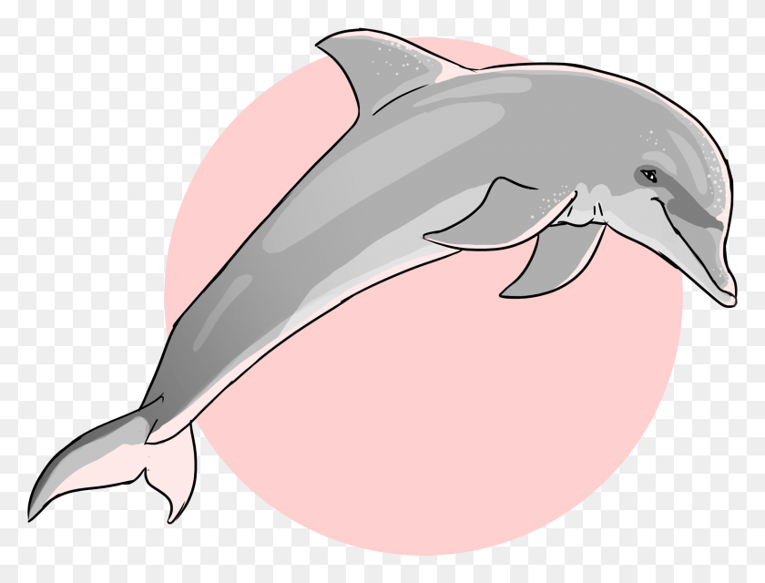 2596x1932 Dauphin Oceanique Common Bottlenose Dolphin, Sea Life, Animal, Mammal HD PNG Download