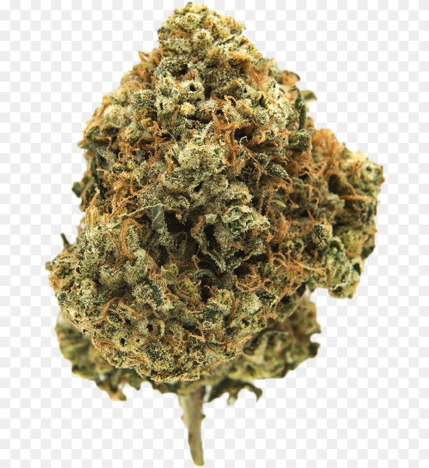 Davinci Og Marijuana Strain Cannabis Bud Plant, Weed Transparent PNG