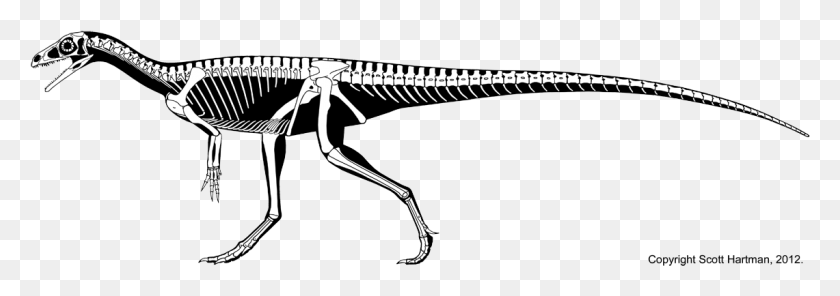 1141x346 Dawn Thief Skeletal While I Apply A Eoraptor Skeletal, Skeleton, Bow, Gun HD PNG Download