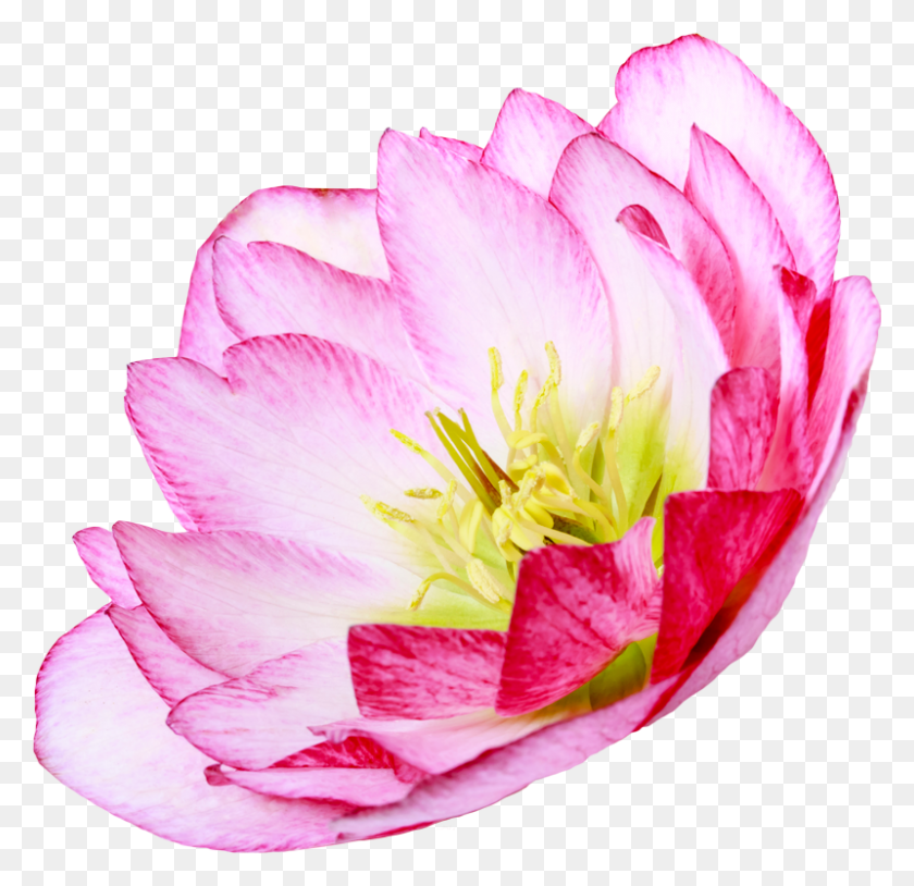 800x774 Дневной Бранч Водяная Лилия, Растение, Цветок, Цветение Hd Png Скачать