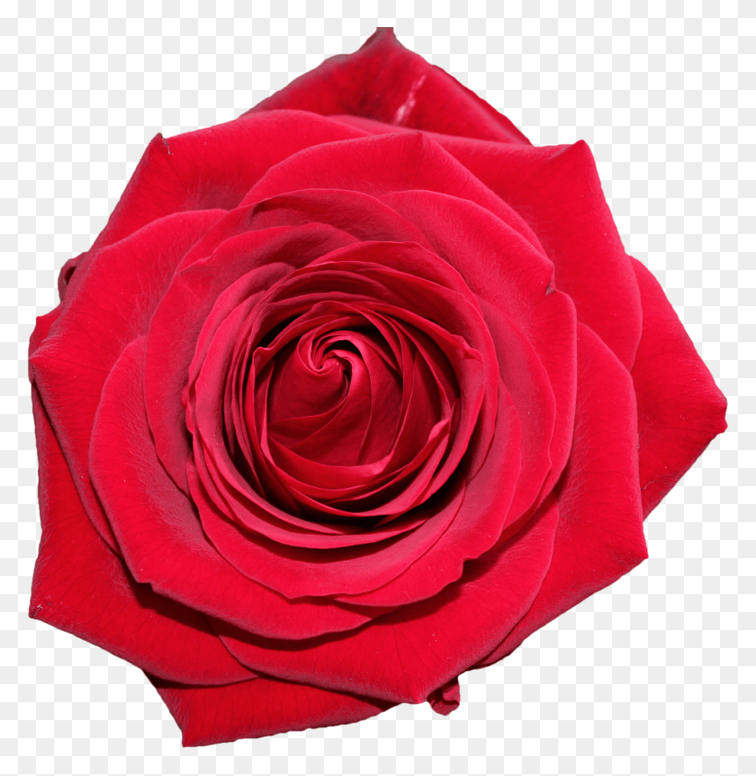 2333x2401 Day Images And Clipart Pictures Red Rose Top HD PNG Download