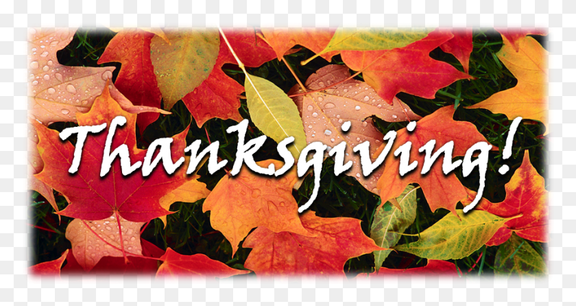 901x446 Day One And Two Autumn, Leaf, Plant, Tree HD PNG Download