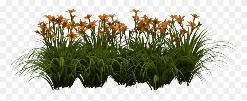 1014x368 Daylilies, Plant, Iris, Flower HD PNG Download