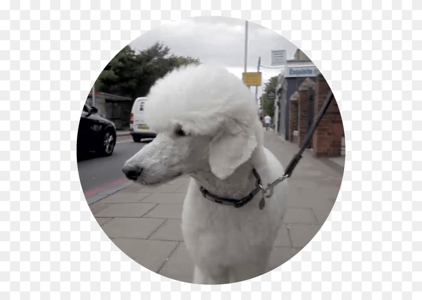 537x537 Days City Amp Guilds Level 2 Certificate Of Technical Standard Poodle, Car, Dog, Pet HD PNG Download