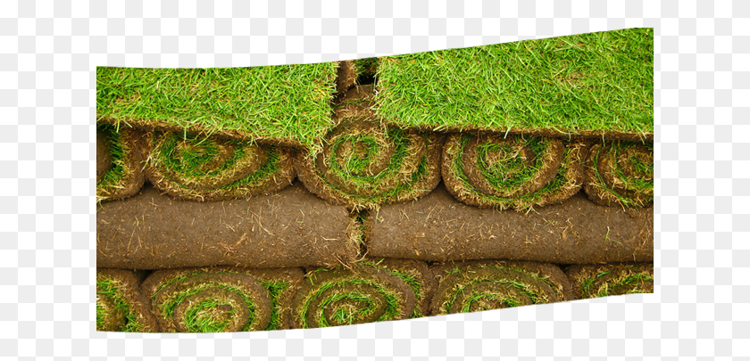 625x345 Dayton Oh Cushion, Moss, Plant, Snake HD PNG Download