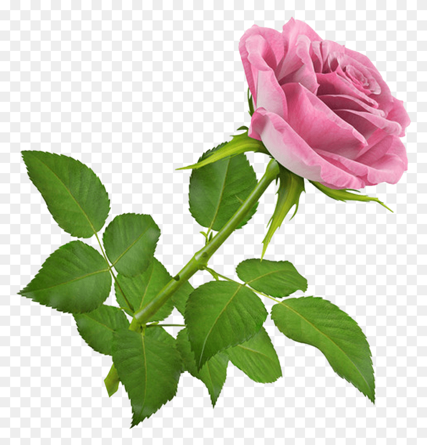 1212x1266 De Nuria D Publicado En Flores Gifs De Flores 3D Компьютерная Графика, Роза, Цветок, Растение Hd Png Скачать