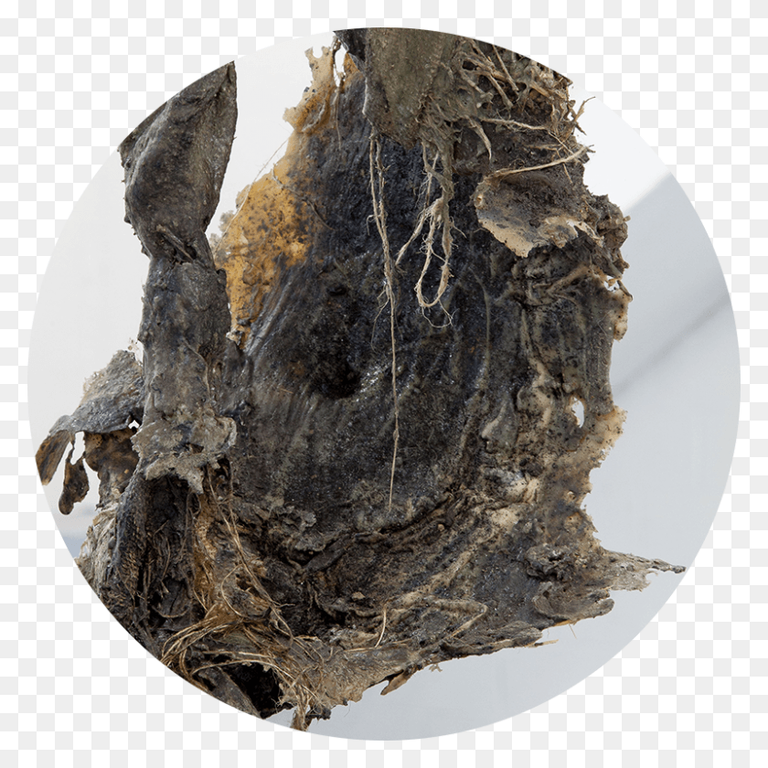800x800 De Pays39 By Ludovic Beillard And Simon Rayssac Natural Material, Nest, Bird Nest, Plant HD PNG Download