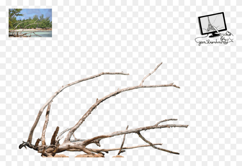 1024x680 Dead Branch Twig Branch, Plant, Root, Spider HD PNG Download