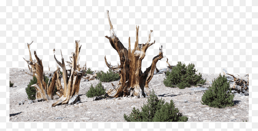1401x661 Dead Bristlecone Pines Stand Among Limber Pine Trees Driftwood, Wood, Tree Stump, Tree Descargar Hd Png