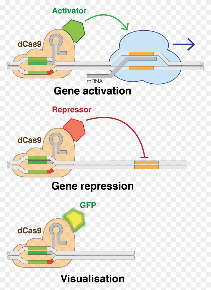 2655x3712 Dead Cas9 Potential Applications Dead, Diagram, Plot, Machine HD PNG Download