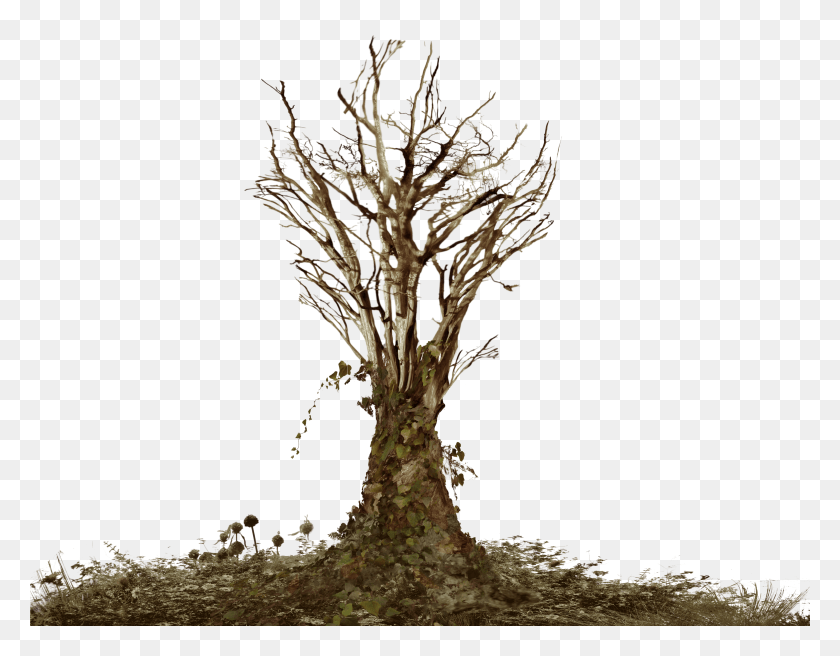 5569x4257 Dead Grass Tree With Roots HD PNG Download