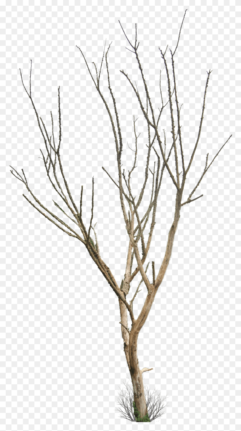 949x1756 Dead Tree, Nature, Tree, Plant HD PNG Download