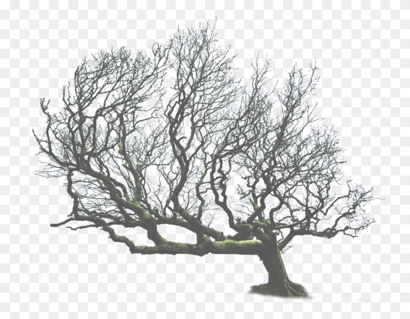 892x680 Dead Tree Clipart Desert Leaning Tree, Nature, Outdoors, Ice HD PNG Download