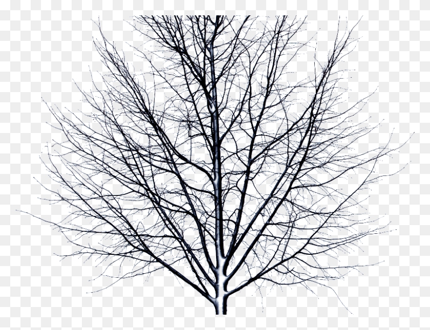 800x600 Мертвое Дерево Изолированный Объект Мертвое Дерево Без Фона, Природа, На Открытом Воздухе, Лед Png Скачать