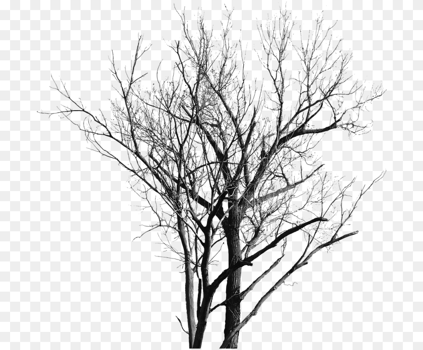 696x696 Dead Tree With No Leaves Gambar Pohon Yg Tak Berdaun, Frost, Ice, Nature, Outdoors Sticker PNG