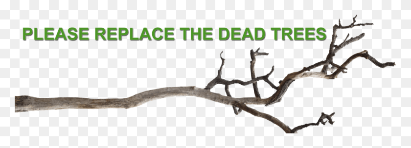 1024x321 Мертвые Деревья В Гавани В Дикой Природе Плакат, Растение, Дерево, Участок Hd Png Скачать