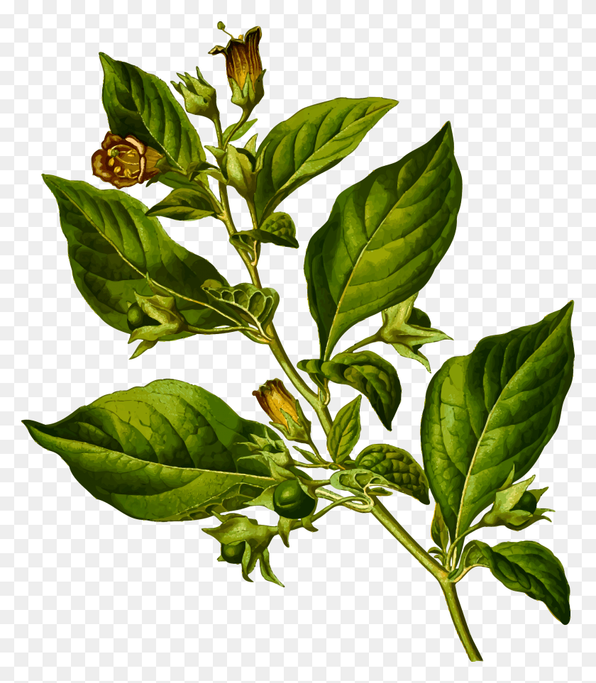 2072x2400 Deadly Nightshade By Firkin From A Drawing In 39medizinal Pflanzen39 Deadly Nightshade, Leaf, Plant, Acanthaceae HD PNG Download